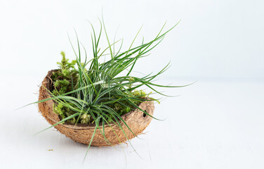 Tillandsia protruding, an atmospheric plant placed in coconut shell on light background. Using bromeliads in home decor. Air plant are easy to care great for indoors. Selective focus. Close-up. 