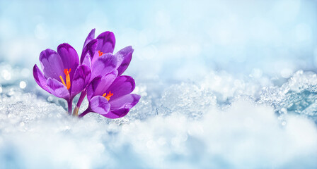 Crocuses - blooming purple flowers making their way from under the snow in early spring, closeup with space for text