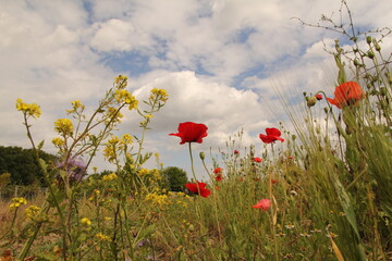 Obraz premium rapeseed and poppies in a field margin in the dutch countryside and a blue sky with clouds in the background