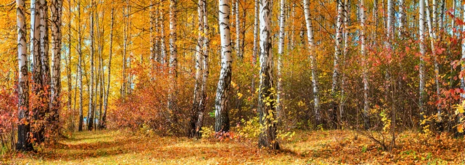Fotobehang Birch grove on sunny autumn day, beautiful landscape through foliage and tree trunks, panorama, horizontal banner © rustamank