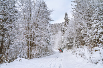 Obraz premium Winter landscape - view of the snowy road with with a horse sleigh in the winter mountain forest after snowfall