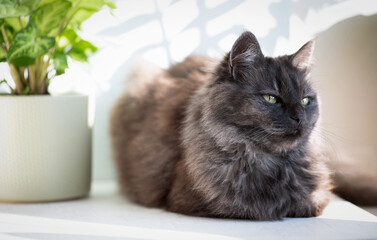 Fluffy domestic cat lies on wooden table next to home plant, looks to the side. The animal is resting. Favorite pets. Selective focus, close-up.
