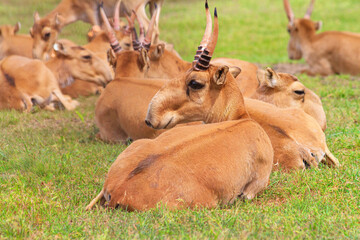Summer landscape - view of a herd of saiga antelope resting on the steppe grass under the hot summer sun. Wildlife scene from nature