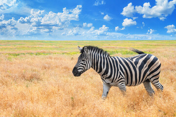 Summer landscape - view of a zebra grazing in high grass under the hot summer sun, close-up. Wildlife scene from nature