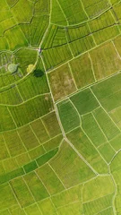 Aerial view of the green agricultural fields of rice and tea. Beautiful texture background for tourism, design and agro-industry. Tropical landscape in Asia © Payllik