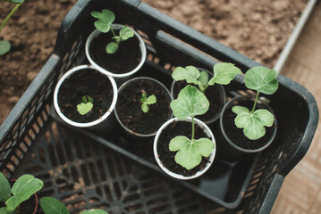 Seedlings of cucumber seeds. The shoots of cucumbers. Green shoots in small seedling pots.