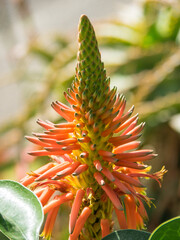 die portugiesische Insel Madeira