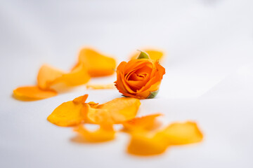 Orange Rose with Pedals on White Background