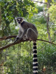 Lemur on Tree