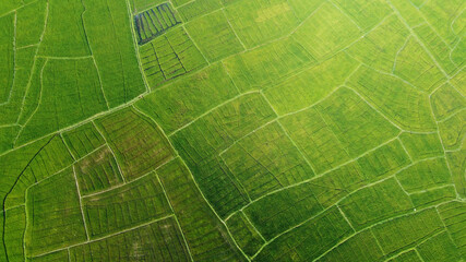 Aerial view of the green agricultural fields of rice and tea. Beautiful texture background for tourism, design and agro-industry. Tropical landscape in Asia
