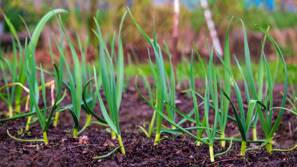 Garlic. Young garlic sprouts in the spring bed