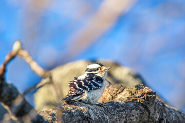 Little downy woodpecker in tree