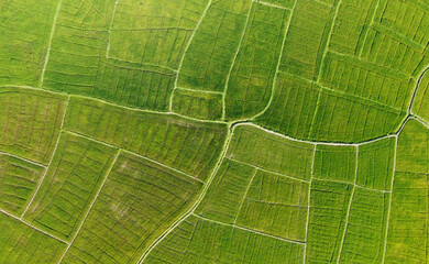 Aerial view of the green agricultural fields of rice and tea. Beautiful texture background for tourism, design and agro-industry. Tropical landscape in Asia