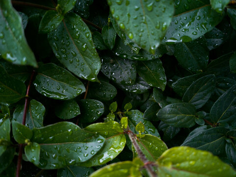 Fondo de Plantas Naturales Regadas con Agua de Lluvia
