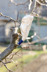 Spring grafting of trees. A cutting grafted onto a hawthorn is wrapped in foil