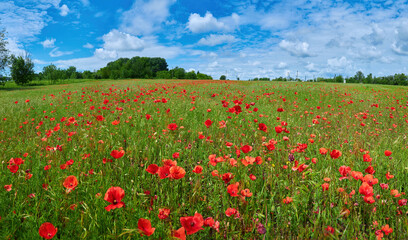 Naklejka na ściany i meble Meadow with beautiful bright red poppy flowers