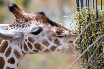 Futter für Giraffe