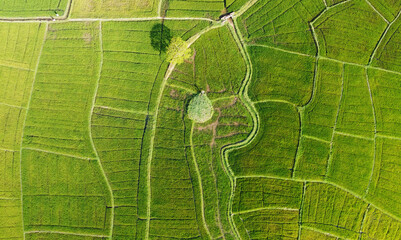 Aerial view of the green agricultural fields of rice and tea. Beautiful texture background for...