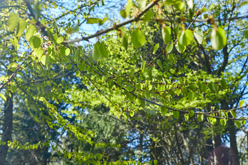 spring park with young grass and trees