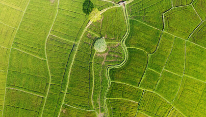 Aerial view of the green agricultural fields of rice and tea. Beautiful texture background for tourism, design and agro-industry. Tropical landscape in Asia