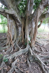 Ficus macrophylla tree trunk and root, Cuba Caribbean