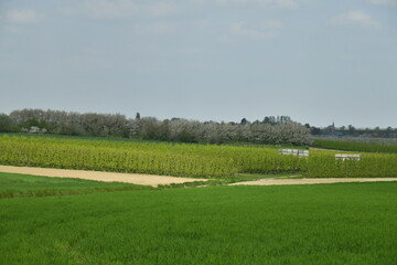 Vaste zone de production fruitière entre les champs et un bois aux environs de Berloz à l'ouest de Waremme 