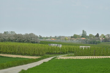 Fototapeta premium L'une des routes traversant les champs au début du printemps dans la belle campagne environnante de Berloz à l'ouest de Waremme 