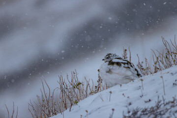 Rock Ptarmigan greeting on of the first snows of the season
