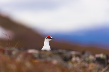 Fototapeta premium Rock Ptarmigan male peeking over rock