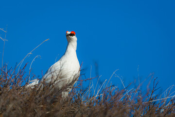 Rock Ptarmigan male against a blue sky
