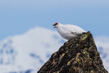 Rock Ptarmigan calling from a rock