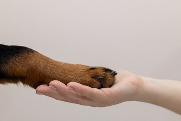 A woman holds a dog's paw in her palm. Rottweiler demonstrates his trust on a gray background