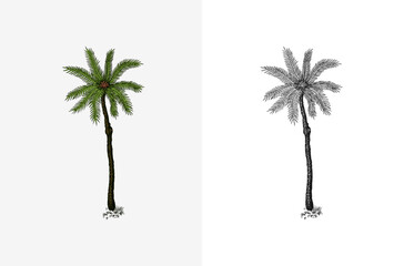Obraz premium Coconut palm. Tropical trees exotic plants. Phoenix or Date varieties. Eastern landscape. Exotic nature. Linear Jungle. Hand drawn sketch in vintage style.