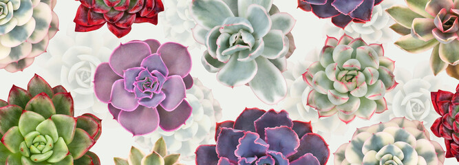 Banner, cover from colorful succulents