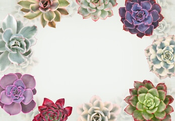 Frame of colorful succulents, free space for text