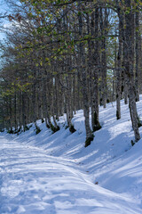 Scenic view of Akfadou Forest in Bejaia covered by snow