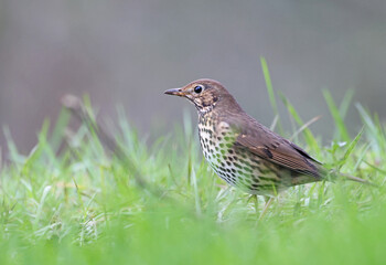 Portrait of a beautiful song thrush (Turdus philomelos) looking for food in the grass of a field. Garden bird in natural environment in winter. Nature background image of a migratory bird.
