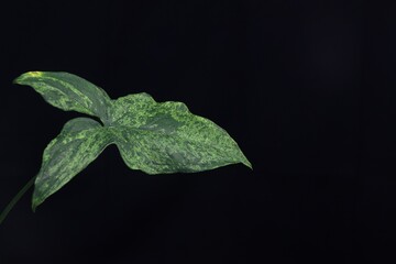 syngonium mohito
