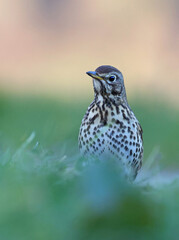 Vertical portrait of a beautiful song thrush (Turdus philomelos) looking at the camera. Garden bird in natural environment in winter. Nature background image of a migratory bird standing on grass.