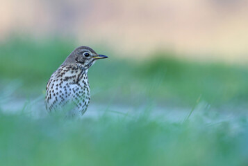 Portrait of a beautiful song thrush (Turdus philomelos) looking for food in the grass of a field. Garden bird in natural environment in winter. Nature background image of a migratory bird.