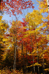Beautiful fall colors in the woods - 574776421