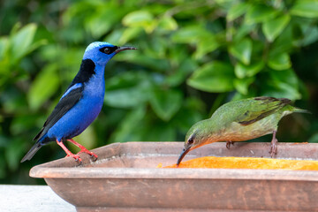 The red-legged honeycreeper (Cyanerpes cyaneus) is a small songbird species in the tanager family (Thraupidae). It is found in Atlantic Forest, Brazil.	