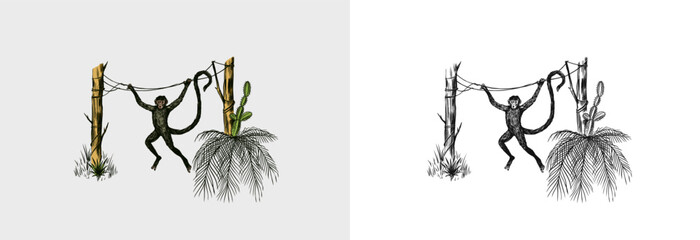 Coconut palm. Monkey jumping on branches. Tropical trees exotic plants. Phoenix or Date varieties. Eastern landscape. Exotic nature. Linear Jungle. Hand drawn sketch in vintage style.