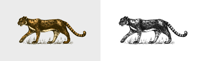 Wild exotic tiger. Tropical animal. Linear Jungle. Hand drawn sketch in vintage style.
