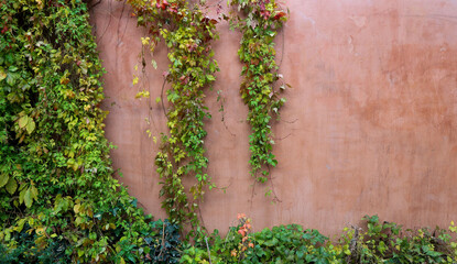 ivy on the wall © niklas storm