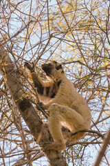 Sifaka lemur in madagascar