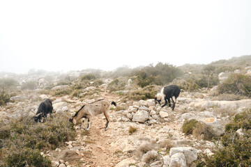 Mountain goats and sheep grazing in the mist.Serra d'Oltà Calp, Alicante, Spain
