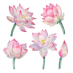 Hand-painted set of watercolor elements with lotus flowers on a transparent background.