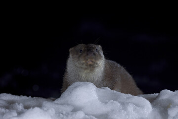 nutria en la nieve 2