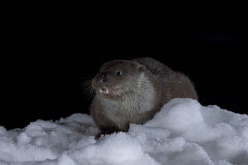 nutria en la nieve 1